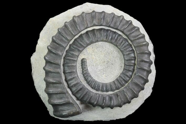 Devonian Ammonite (Anetoceras) - Morocco #99903